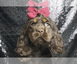 Cocker Spaniel Puppy for Sale in WARSAW, Indiana USA