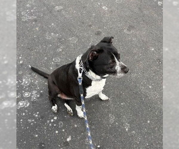 Medium Photo #3 Mutt Puppy For Sale in Candler, NC, USA