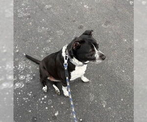 Cora - Female Mutt Dog for Adoption - Photo #3