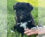 Small #3 Morkie