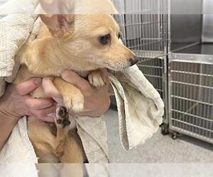 Chihuahua-Unknown Mix Dogs for adoption in Houston, TX, USA