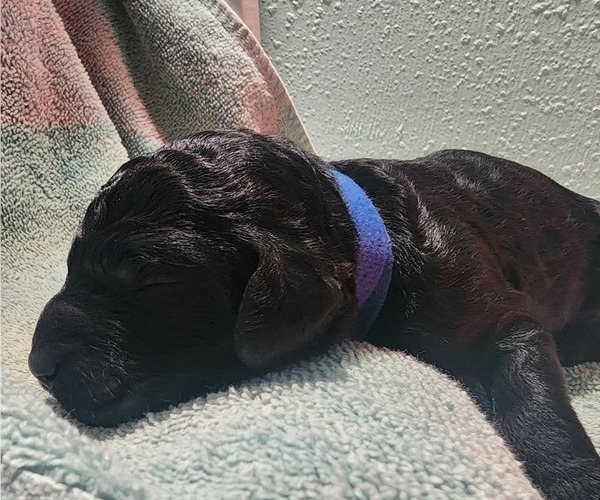 Medium Photo #42 Poodle (Standard) Puppy For Sale in CLAYTON, WA, USA