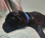 Small Photo #42 Poodle (Standard) Puppy For Sale in CLAYTON, WA, USA