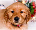Small #1 Golden Retriever
