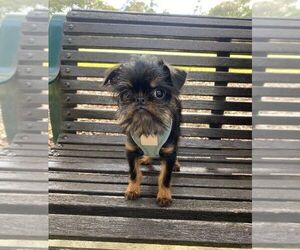 Brussels Griffon Puppy for sale in COLLINSVILLE, VA, USA