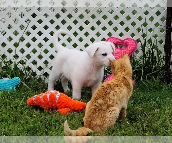Medium Photo #2 German Shepherd Dog Puppy For Sale in CECILIA, KY, USA