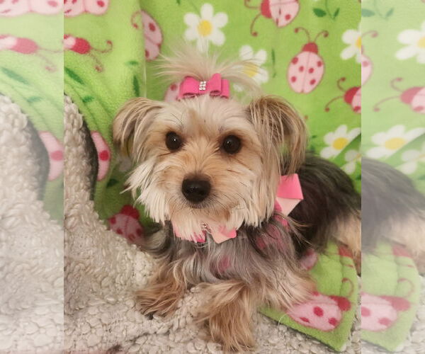 Medium Photo #2 Mutt Puppy For Sale in Bon Carbo, CO, USA