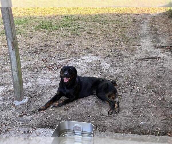 Medium Photo #1 Labrottie Puppy For Sale in Conroe, TX, USA