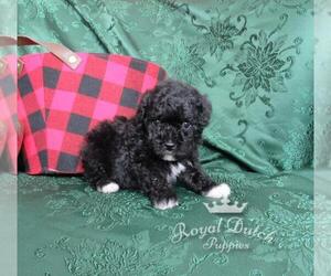 Medium Bichpoo