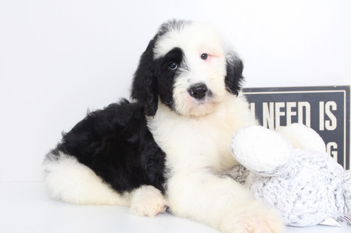 Medium Photo #1 Sheepadoodle Puppy For Sale in NAPLES, FL, USA