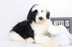 Small Photo #1 Sheepadoodle Puppy For Sale in NAPLES, FL, USA