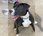 Small #3 American Pit Bull Terrier-Labrador Retriever Mix