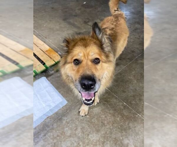 Medium Photo #8 German Shepherd Dog-Unknown Mix Puppy For Sale in Bethesda, MD, USA