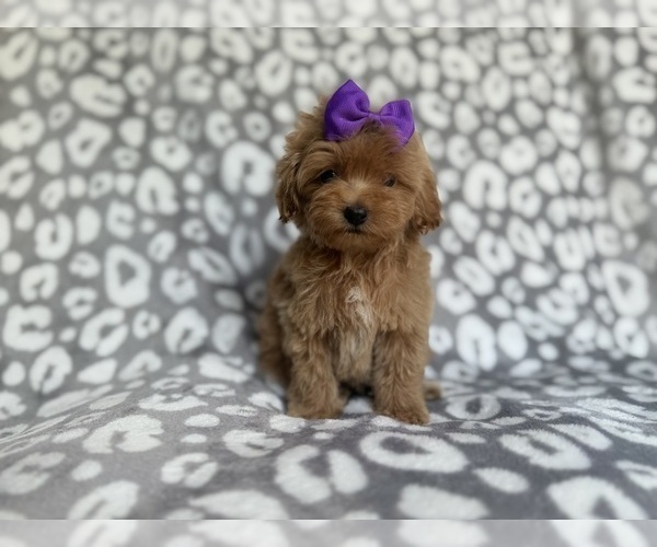 Medium Photo #3 Cockapoo (Miniature) Puppy For Sale in LAKELAND, FL, USA