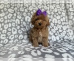 Small #2 Cockapoo (Miniature)