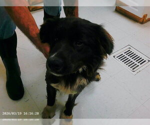 Australian Shepherd-Unknown Mix Dogs for adoption in Oroville, CA, USA