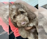 Puppy 4 Labradoodle-Unknown Mix