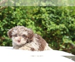 Small #8 ShihPoo