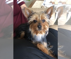 Yorkshire Terrier Puppy for sale in UNIONTOWN, OH, USA
