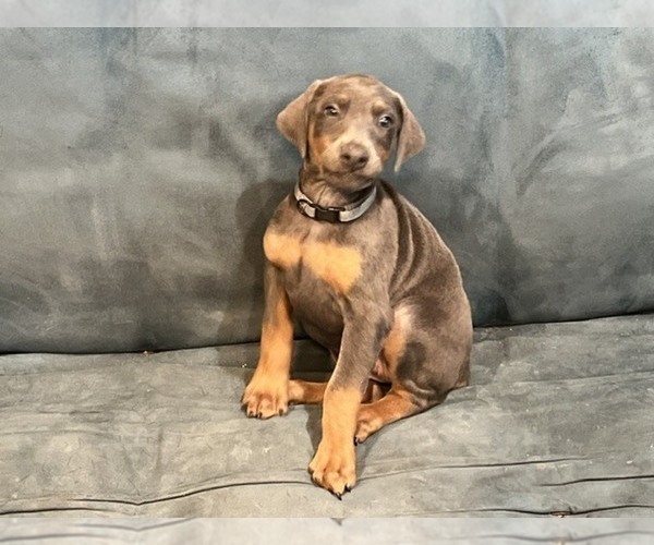 Medium Photo #5 Doberman Pinscher Puppy For Sale in DUBLIN, TX, USA