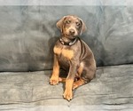 Small #1 Doberman Pinscher
