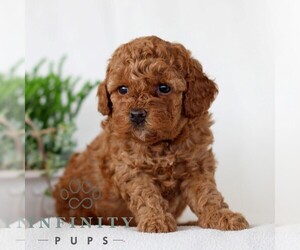 Goldendoodle (Miniature) Puppy for sale in NARVON, PA, USA