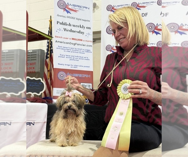 Medium Photo #3 Russian Tsvetnaya Bolonka Puppy For Sale in PEABODY, KS, USA