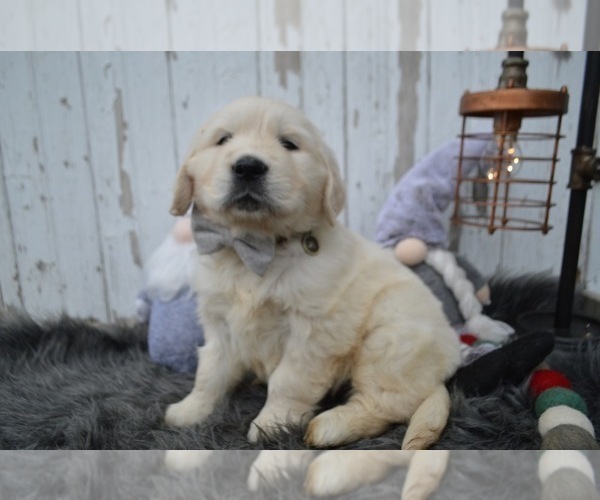 Medium Photo #4 English Cream Golden Retriever Puppy For Sale in HONEY BROOK, PA, USA