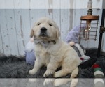 Small Photo #4 English Cream Golden Retriever Puppy For Sale in HONEY BROOK, PA, USA