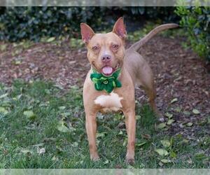 American Pit Bull Terrier Dogs for adoption in Charlotte, NC, USA