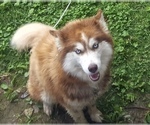 Small Photo #1 Siberian Husky Puppy For Sale in BETHALTO, IL, USA