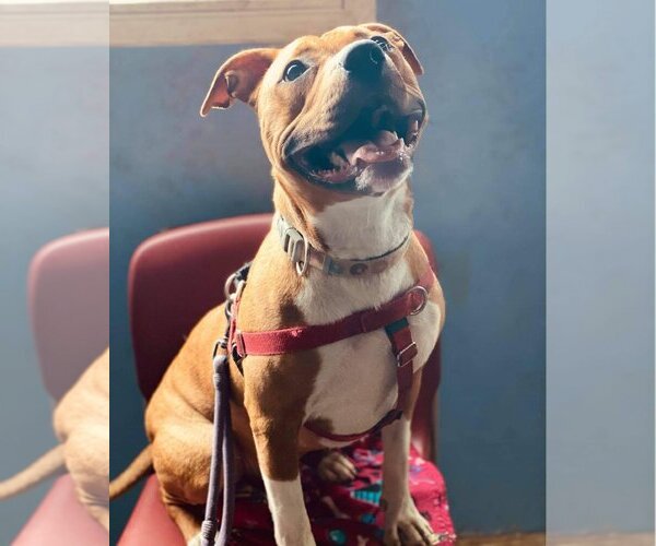 Medium Photo #10 American Pit Bull Terrier-Unknown Mix Puppy For Sale in Lockport, NY, USA