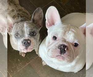 Mother of the French Bulldog puppies born on 10/07/2021