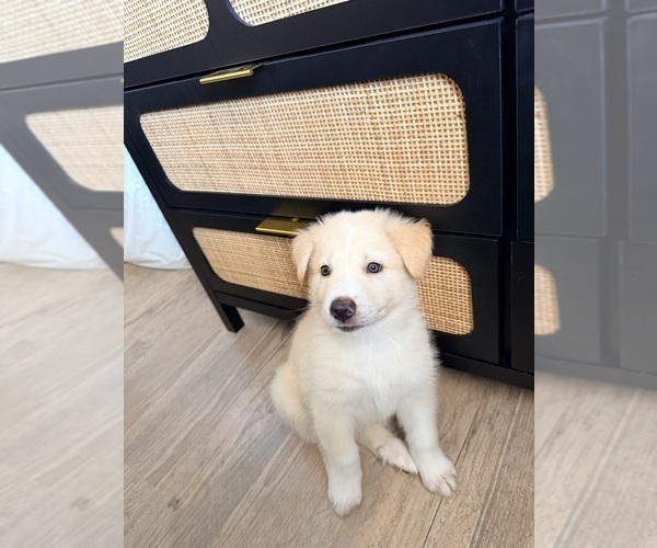 Medium Photo #4 Siberian Husky-Unknown Mix Puppy For Sale in ONTARIO, CA, USA