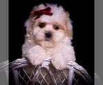 Small Photo #121 Maltipoo (Miniature) Puppy For Sale in WARSAW, IN, USA