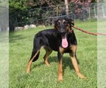 Small #2 Doberman Pinscher