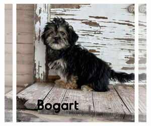 Mutt Dogs for adoption in Boonton, NJ, USA