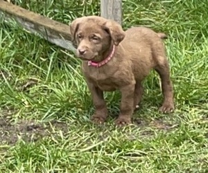 Chesador Puppy for sale in COSMOPOLIS, WA, USA