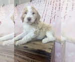 Small #24 Aussie-Poo-Goldendoodle Mix