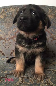 Medium Photo #18 German Shepherd Dog Puppy For Sale in COLETA, IL, USA