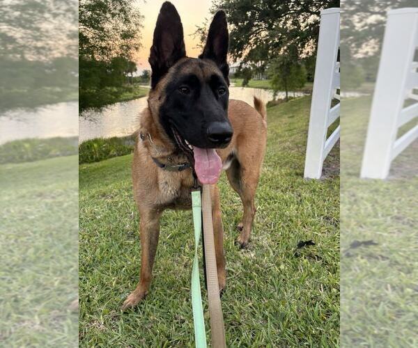 Medium Photo #2 German Shepherd Dog-Unknown Mix Puppy For Sale in Imlay City, MI, USA