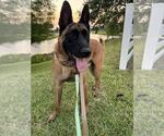 Small #1 German Shepherd Dog Mix