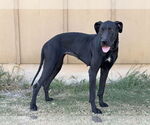 Small #7 Great Dane
