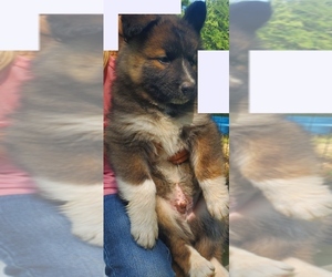 Medium Alaskan Malamute-German Shepherd Dog Mix