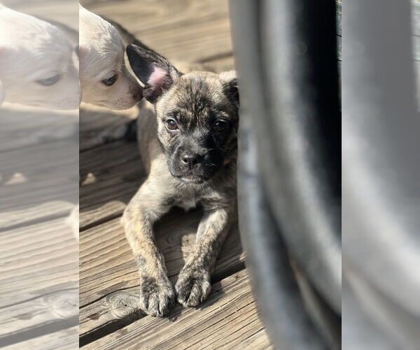 Medium Photo #3 Chihuahua-Unknown Mix Puppy For Sale in Dana Point, CA, USA