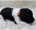 Small Photo #18 Goldendoodle Puppy For Sale in PIERSON, FL, USA
