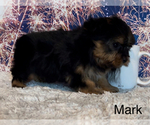 Small Photo #5 Yorkshire Terrier Puppy For Sale in AZLE, TX, USA