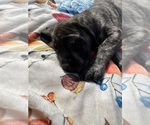 Small #2 Mastiff