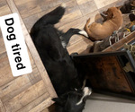 Small Photo #1 Border Collie-Chihuahua Mix Puppy For Sale in GRANADA, CO, USA