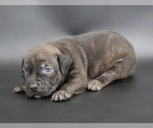 American Bully Puppy for sale in CHAMPAIGN, IL, USA